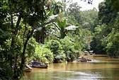Tropical bush Kumai river
