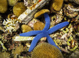 bright-blue-star-fish-sea-urchins-reef-indonesia-close-up-linckia-laevigata-sterechinus-neumayeri-pulau-satonda-32473130[1]