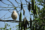 kapok-tree-fruits-flores-island-indonesia-trees-seed-pods-contain-fibre-used-as-filling-mattresses-pillows-36276170[1]